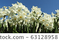 Narcissus Daffodil Paper White 63128958