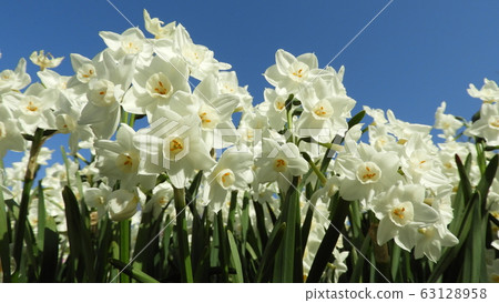 Narcissus Daffodil Paper White Narcissus Daffodil Paper White 63128958