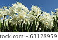 Narcissus Daffodil Paper White 63128959