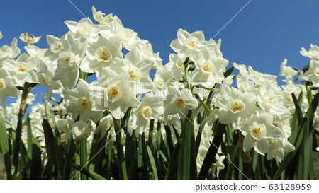 Narcissus Daffodil Paper White Narcissus Daffodil Paper White 63128959