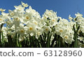 Narcissus Daffodil Paper White 63128960