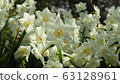 Narcissus Daffodil Paper White 63128961