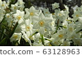 Narcissus Daffodil Paper White 63128963