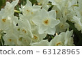 Narcissus Daffodil Paper White 63128965