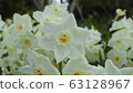 Narcissus Daffodil Paper White 63128967