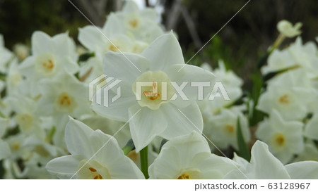 水仙水仙花紙白 水仙水仙花紙白 63128967