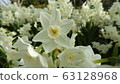 Narcissus Daffodil Paper White 63128968