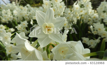 水仙水仙花紙白 63128968