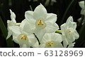 Narcissus Daffodil Paper White 63128969