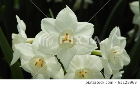 水仙水仙花紙白 水仙水仙花紙白 63128969