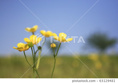 Yellow flowers Yellow flowers 63129481