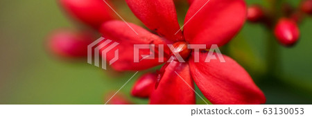 Red beautiful blooming tropical flower Jatropha integerrima Red beautiful blooming tropical flower Jatropha integerrima 63130053