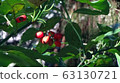 Red fruit 1 in the forest 63130721