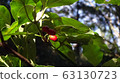 Red fruit 2 in the forest 63130723