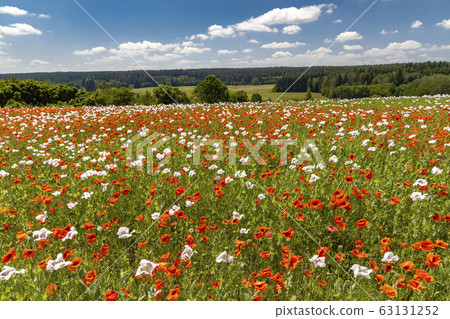 Poppy field, Vysoocina near Zdar nad Sazavou, 63131252