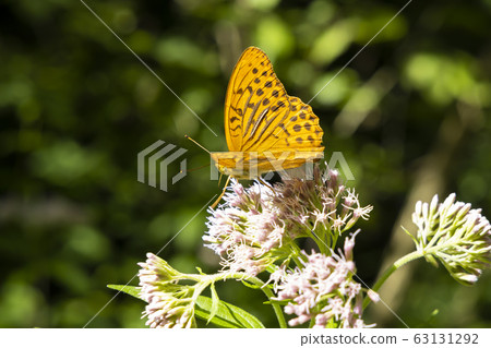 Silver-washed fritillary butterfly in natural Silver-washed fritillary butterfly in natural 63131292