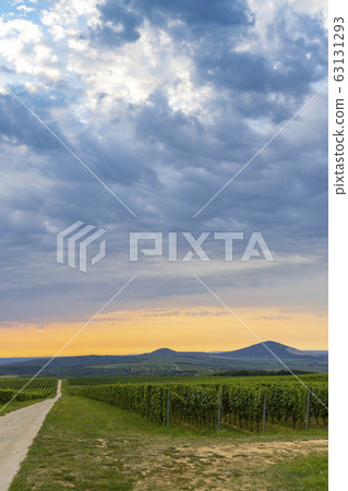 Vineyards near Villany, Baranya, Southern Hungary 63131293