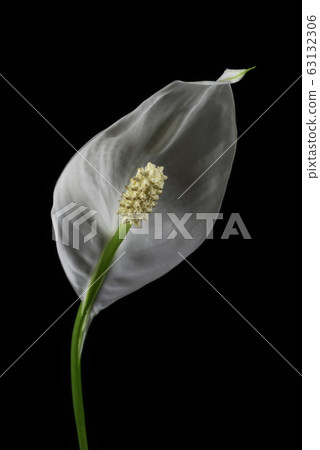 Lone white blooming calla flower Lone white blooming calla flower 63132306
