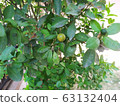 Kumquat 63132404