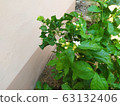 Jasmine 2 63132406