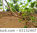 Mulberry 1 63132407