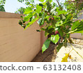 Mulberry 2 63132408