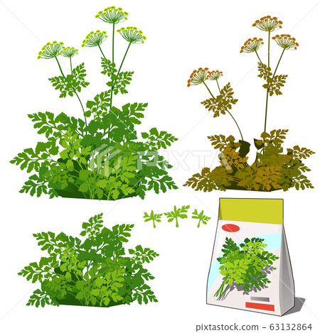 Set of stages of life of a agricultural plant parsley isolated on white background. Paper packaging for storage of seeds. Vector cartoon close-up illustration. Set of stages of life of a agricultural plant parsley isolated on white background. Paper packaging for storage of seeds. Vector cartoon close-up illustration. 63132864