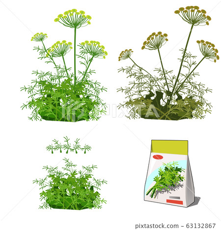 Set of stages of life of a agricultural plant dill isolated on white background. Paper packaging for storage of seeds. Vector cartoon close-up illustration. Set of stages of life of a agricultural plant dill isolated on white background. Paper packaging for storage of seeds. Vector cartoon close-up illustration. 63132867