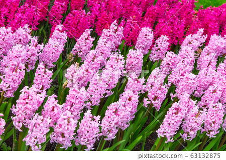 Pink flowers Hyacinths and red tupils growing on the flowerbed Pink flowers Hyacinths and red tupils growing on the flowerbed 63132875