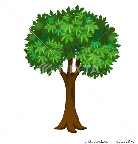 Maple tree with green leaves isolated on white background. Vector cartoon close-up illustration. 63132876