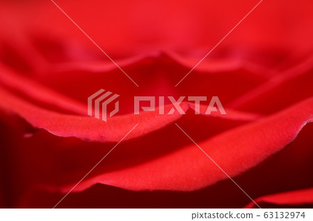red rose petals 63132974