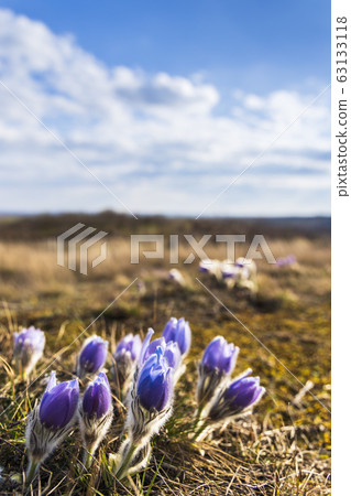 Pasque flower, National park Podyji, Southern 63133118