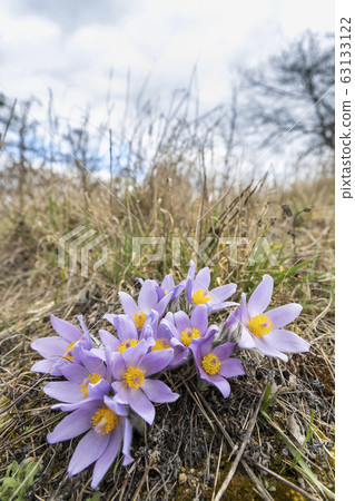 Pasque flower, National park Podyji, Southern Pasque flower, National park Podyji, Southern 63133122