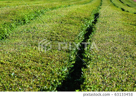 Tea plantations on Azorean island Tea plantations on Azorean island 63133458
