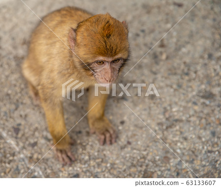 monkey young on the asphalt road, attraction for tourists monkey young on the asphalt road, attraction for tourists 63133607