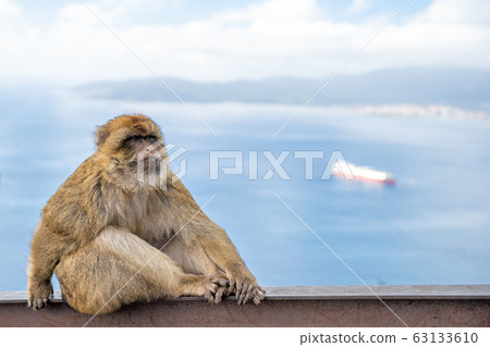 A monkey male on a metal rail, looking out to sea with a boat in the background A monkey male on a metal rail, looking out to sea with a boat in the background 63133610