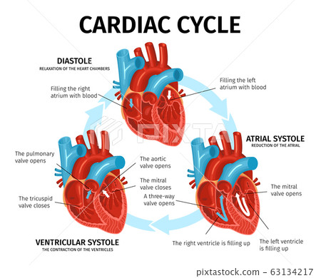 cardiac cycle animation