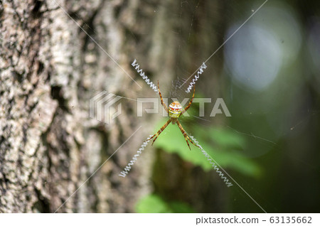 Cogalatidae Cogalatidae 63135662
