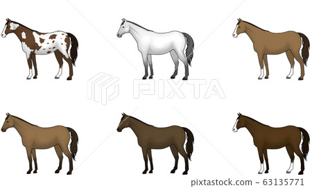 Thoroughbred 63135771