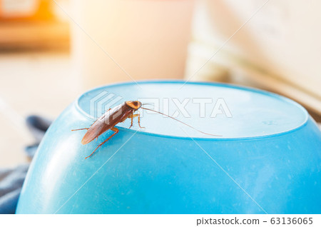 The problem in the house because of cockroaches The problem in the house because of cockroaches 63136065