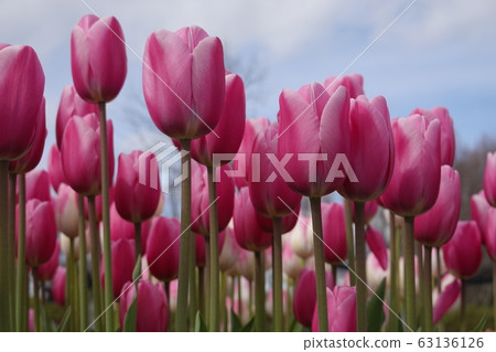 Pink tulip field 63136126