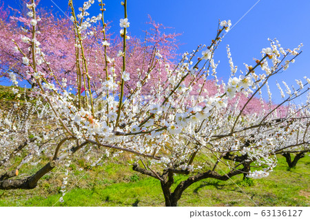 Blue sky, white plum and cherry blossoms Blue sky, white plum and cherry blossoms 63136127