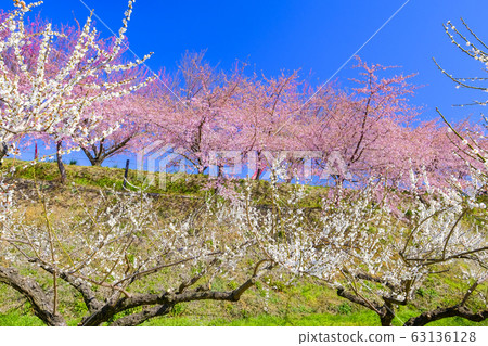 櫻花,白李子和藍天 櫻花,白李子和藍天 63136128
