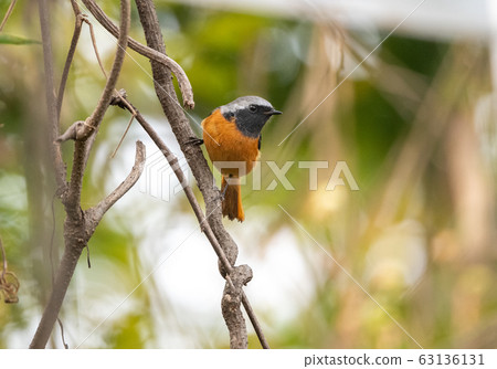 冬季充滿活力的Redstart 冬季充滿活力的Redstart 63136131