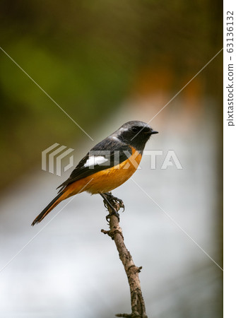 Energetic redstart in winter Energetic redstart in winter 63136132