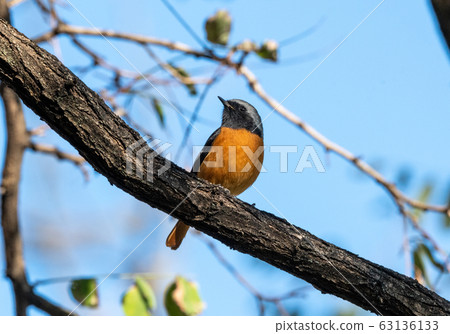 Energetic redstart in winter Energetic redstart in winter 63136133