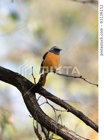 冬季充滿活力的Redstart 冬季充滿活力的Redstart 63136152