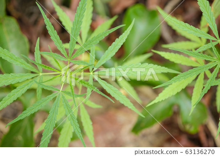 marijuana growth in nature and copy space 63136270