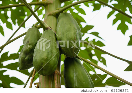papaya on tree in garden 63136271