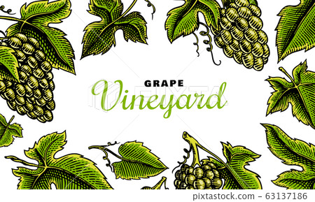Grape background. Ingredient for wine and juice. Table fruit in vintage style. Green Berry leaves Grape background. Ingredient for wine and juice. Table fruit in vintage style. Green Berry leaves 63137186